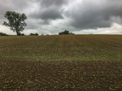 Rzepak ozimy Popular F1 - 10.09.2017