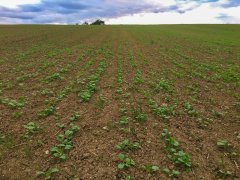 Rzepak ozimy Popular F1 - 16.09.2017