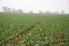 Rzepak ozimy Popular F1 -18.09.2016