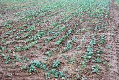 Rzepak ozimy Popular F1 -18.09.2016