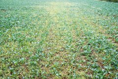 Rzepak ozimy Popular F1 -18.09.2016