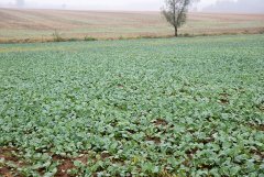 Rzepak ozimy Popular F1 -18.09.2016