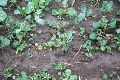 Rzepak ozimy Popular F1 -18.09.2016