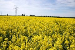 Rzepak ozimy Popular F1 - 22.05.2016