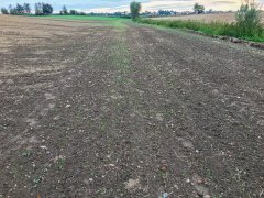 Rzepak ozimy Popular F1 - 5.9.2017