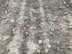 Rzepak ozimy Popular F1 - 5.9.2017