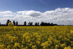 Rzepak ozimy Rohan F1 17.05.2015