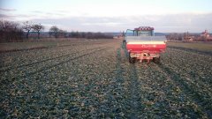 Rzepak ozimy Sensei 2017