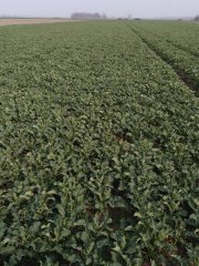 Rzepak ozimy Sherlock