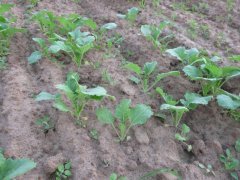 Rzepak ozimy Sherpa F1