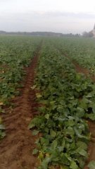 Rzepak Ozimy Sherpa F1