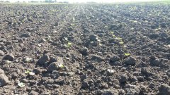 Rzepak ozimy STARTER