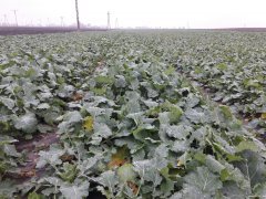 Rzepak ozimy Starter