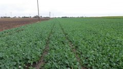 Rzepak ozimy STARTER