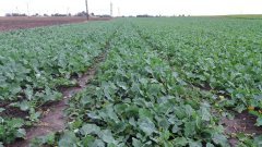 Rzepak ozimy STARTER