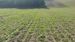 Rzepak ozimy strip till