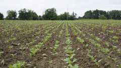 Rzepak ozimy Taifun F1