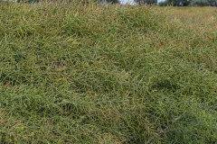 Rzepak Ozimy Tigris F1 - 01.07.2017