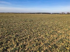 Rzepak ozimy Tigris F1 - 04.03.2017