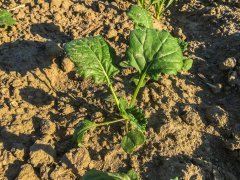 Rzepak ozimy Tigris F1 08.09.2016