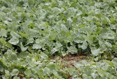 Rzepak ozimy Tigris F1 - 09.10.2016