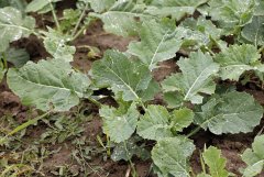 Rzepak ozimy Tigris F1 - 09.10.2016