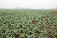 Rzepak ozimy Tigris F1 18.09.2016