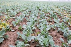 Rzepak ozimy Tigris F1 18.09.2016