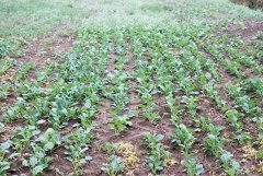 Rzepak ozimy Tigris F1 18.09.2016