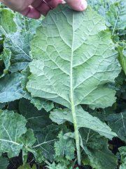 Rzepak ozimy tigris F1 23.10.2016