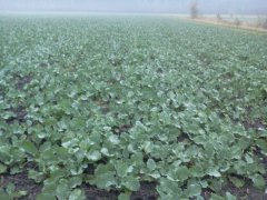 Rzepak Ozimy Visby F1