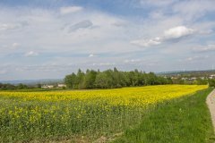 Rzepak Ozimy