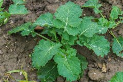 Rzepak Phoenix CL - 08.10.2017