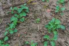 Rzepak Phoenix CL - 08.10.2017