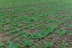 Rzepak Phoenix CL - 08.10.2017