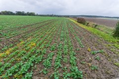 Rzepak Phoenix CL - 08.10.2017