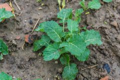 Rzepak Phoenix CL - 08.10.2017