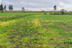 Rzepak Phoenix CL - 08.10.2017