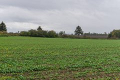 Rzepak Phoenix CL - 08.10.2017