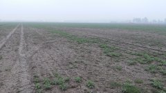 Rzepak Pioneer D03
