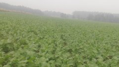 rzepak posiany bezorkowo