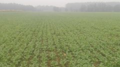 rzepak posiany bezorkowo