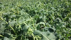 Rzepak potraktowany. Mustangiem Forte