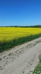 Rzepak Sherpa i Exelium