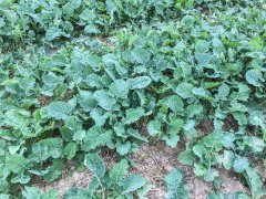 Rzepak tigris F1 2.10.2016