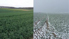 Rzepak wiosna 2014 / 2015 porównanie