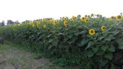 salonecznik maisadour mas83.R 3wrzesien