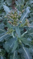 Słodyszek rzepakowy