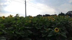 slonecznik maisadour mas83.R 3 wrzesien