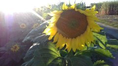 slonecznik mas83.R a w tle kukurydza Sudrix